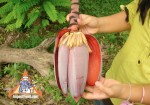 泰国香蕉花“花蕊”