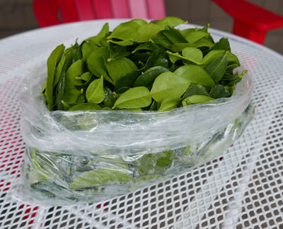 Fresh kaffir lime leaves, 1 lb pack - Wholesale Pricing