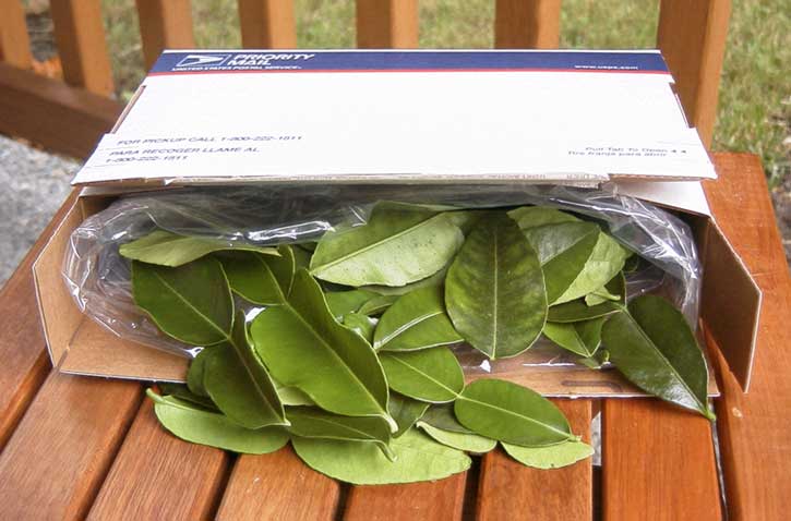 新鲜的Kaffir Lime叶，Bai Magroot