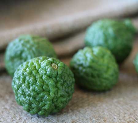 新鲜的kaffir limes.