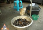 泰国猫在鱼碗上观看