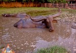 宏伟的泰国水牛