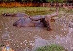 宏伟的泰国水牛