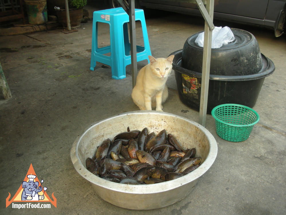 泰国猫在鱼碗上观看